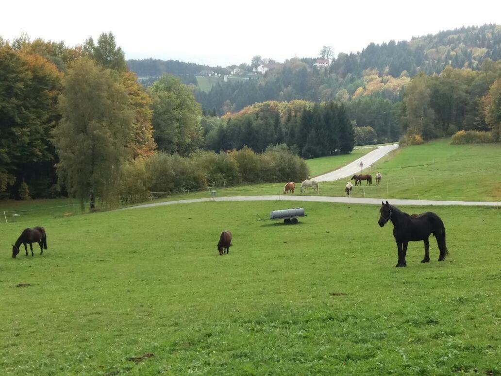 Ferienwohnung Auf Dem Erlebnisreiterhof Kreipl Grattersdorf Buitenkant foto